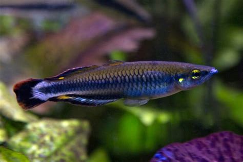 madagascar rainbow fish|Madagascar Rainbow Fish: Care, Diseases, and Breeding Guide.